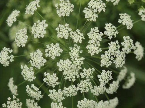 %e3%83%ac%e3%83%bc%e3%82%b9