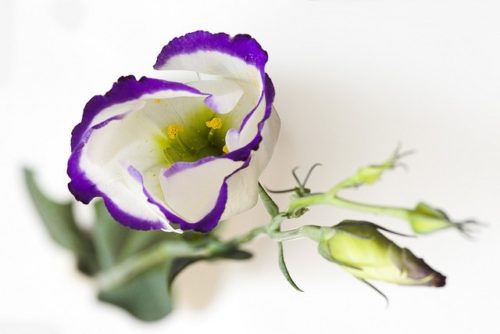 lisianthus