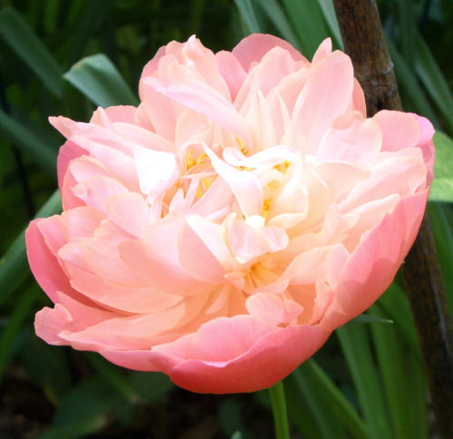 paeonia_lactiflora_pink_hawaiian_coral