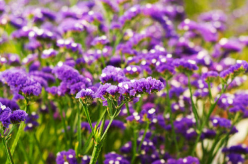 gettyimages-545460274-e1481715379225