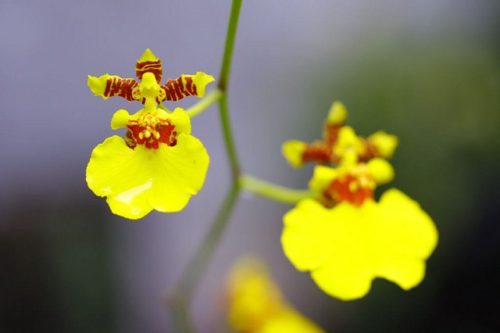 dancing-lady-orchid_01